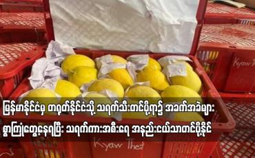 Embedded thumbnail for မြန်မာနိုင်ငံမှ တရုတ်နိုင်ငံသို့ သရက်သီးတင်ပို့ရာ၌ အခက်အခဲများစွာကြုံတွေ့နေရ