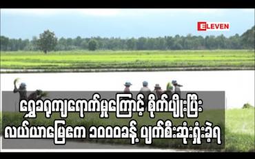 Embedded thumbnail for ရွှေခရုကျရောက်မှုကြောင့် ကန်ကြီးထောင့်မြို့နယ်အတွင်းရှိ စိုက်ပျိုးပြီး လယ်ယာမြေဧက ၁၀၀၀ခန့် ပျက်စီးဆုံးရှုံးခဲ့ရ