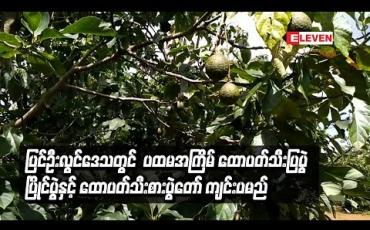 Embedded thumbnail for ပြင်ဦးလွင်ဒေသတွင် ပထမအကြိမ်အဖြစ် ထောပတ်သီးပြပွဲ ပြိုင်ပွဲ နင့်ထောပတ်သီးစားပွဲတော် ကျင်းပမည်