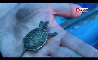 Embedded thumbnail for ထိုင်းနိုင်ငံသို့ ပို့ဆောင်မည့် မြန်မာနိုင်ငံမှ ရှားပါးလိပ်နှင့် ငါးမျိုးစိတ်များကို မဲဆောက်-ဘန်ကောက်နယ်စပ်ဂိတ် တွင် ဖမ်းမိ