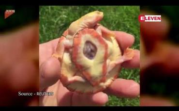 Embedded thumbnail for အမေရိကန် နယူးဂျာဆီပြည်နယ်တွင် နှလုံးပြင်ပထွက်နေသည့် လိပ်သားပေါက်တစ်ကောင် မွေးဖွားခဲ့ (ရုပ်သံ)