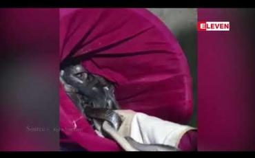 Embedded thumbnail for ကျောက်ဆည်မြို့တွင် ယာဉ်များစစ်ဆေးနေစဉ် လိုင်စင်မဲ့မော်တော်ယာဉ်တစ်စီးပေါ်မှ မြွေပွေး၊ မြွေဟောက်၊ လင်းမြွေ အရှင်များ ဖမ်းဆီးရမိ 