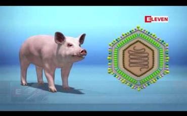 Embedded thumbnail for ဖိလစ်ပိုင်တွင် အာဖရိက ဝက်တုပ်ကွေး စတင်ဖြစ်ပွားနေပြီဟု စိုက်ပျိုးရေးဌာန အတည်ပြု