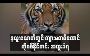 Embedded thumbnail for နယူးယောက်တွင် ကျားမတစ်ကောင် ကိုဗစ်နိုင်တင်းကူးခံရ