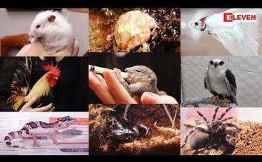 Embedded thumbnail for Hello Pets 