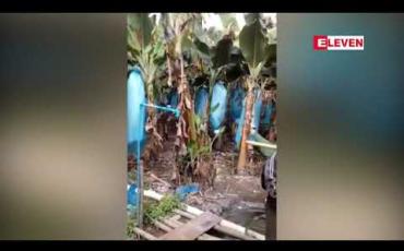 Embedded thumbnail for တရုတ်တစ်ရှူးငှက်ပျောခင်းများသိမ်းချိန်တွင်မြန်မာ-တရုတ်ကုန်သွယ်ရေးလမ်းပိုင်း တံတားကျိုးကျမှုကြောင့်ကုန်မတင်ပို့နိုင် သဖြင့် မြန်မာလုပ်သားတစ်ဦးလျှင် ကျပ်သိန်းဆယ်ချီနစ်နာနေ 