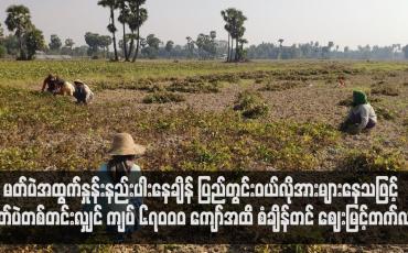 Embedded thumbnail for မတ်ပဲအထွက်နှုန်းနည်းပါးနေချိန် ပြည်တွင်းဝယ်လိုအားများနေသဖြင့် မတ်ပဲတစ်တင်းလျှင် ကျပ် ၆၇၀၀၀ ကျော်အထိ စံချိန်တင် ဈေးမြင့်တက်လာ