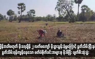 Embedded thumbnail for တောင်ငူခရိုင်တွင် အချိန်အခါမဟုတ် မိုးရွာသွန်းခဲ့မှုကြောင့် မတ်ပဲစိုက်ခင်းအများစု ပျက်စီးဆုံးရှုံး