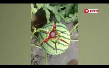 Embedded thumbnail for စစ်ကိုင်းတိုင်းအတွင်းရှိ ဒေသအချို့နှင့် ကချင်ပြည်နယ် ဝိုင်းမော်မြို့နယ်တို့တွင် အချိန်အခါမဟုတ် မိုးသက်လေပြင်း တိုက်ခတ်မှုနှင့် မိုးသီးကြွေမှုများကြောင့် ပျက်စီးမှုများဖြစ်ပေါ်