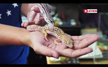 Embedded thumbnail for Hell၀ Pets (ရုပ်သံအစီအစဉ်)