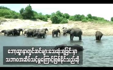 Embedded thumbnail for ဘော့ဆွာနာနိုင်ငံတွင်ဆင်များထူးဆန်းစွာသေဆုံးရခြင်းမှာ သဘာဝအဆိပ်သင့်မှုကြောင့်ဖြစ်နိုင်သည်ဟုတာဝန်ရှိသူပြောကြား(ရုပ်သံ)