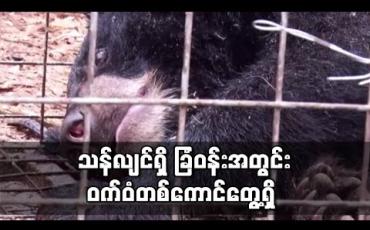 Embedded thumbnail for သန်လျင်မြို့နယ်တွင် ၄ ဒဿမ ၈ ဧက ကျယ်ဝန်းသည့်ခြံဝန်းအတွင်း ဝက်ဝံတစ်ကောင်တွေ့ရှိခဲ့ပြီး သက်ဆိုင်ရာမှ လာရောက် ဖမ်းဆီး