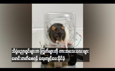Embedded thumbnail for သိပ္ပံပညာရှင်များက ကြွက်များကို ကားအသေးလေးများမောင်းတတ်စေရန် လေ့ ကျင့်ပေးနိုင်ခဲ့ (ရုပ်သံ)