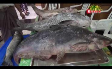 Embedded thumbnail for ကြက်နှင့်ငါးတွဲဖက်မွေးခြင်းမှာ ပို့ကုန်ထိခိုက်စေပြီး အစားအသောက်ဘေးကင်းလုံခြုံရေးအရ မသင့်တော်သဖြင့် ထိန်းချုပ်သင့်ဟု ငါးလုပ်ငန်းအဖွဲ့ချုပ်တာဝန်ရှိသူပြောကြား