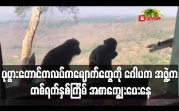 Embedded thumbnail for ပုပ္ပားတောင်ကလပ်သို့ ဘုရားဖူးများ လာရောက်ခြင်း မရှိတော့သဖြင့် မျောက်များ အစာပြတ်လပ်ခြင်း မရှိစေရန် ဂေါပက အဖွဲ့က တစ်ရက်နှစ်ကြိမ် အစာကျွေးပေးနေ