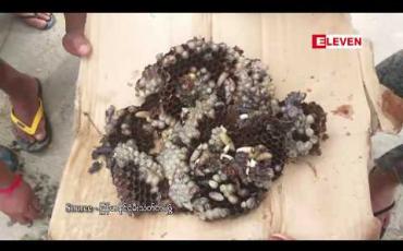 Embedded thumbnail for သင်္ယန်းကျွန်း၊ မြောက်ဒဂုံ၊ ဗဟန်းနှင့်မြို့နယ်အချိ့မှာ ပဒူသိုက်များတွေ့ရှိရှင်းလင်းခဲ့ရပြီး နောက်ထပ်တွေ့ရှိမှုများ ရှိလာပါက မီးသတ်တပ်ဖွဲ့ကို အကူအညီတောင်းခံနိုင်