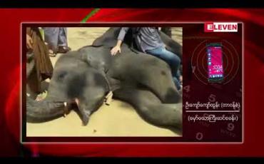 Embedded thumbnail for မှော်ယောကြီးဆင်စခန်းတွင် လေ့ကျင့်သင်ကြားပေးထားသော ဆင် ၄ ကောင်အား နှစ်နိုင်ငံ ချစ်ကြည်ရေး အလဲအလှယ်အဖြစ် ဂျပန်နိုင်ငံသို့လေယာဉ်ဖြင့်ပေးပို့ 