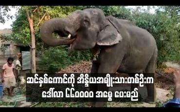 Embedded thumbnail for ဆင်နှစ်ကောင်ကို အိန္ဒိယအမျိုးသားတစ်ဦးက ဒေါ်လာ ၆၆၀၀၀၀ အမွေ ပေးမည်(ရုပ်သံ)