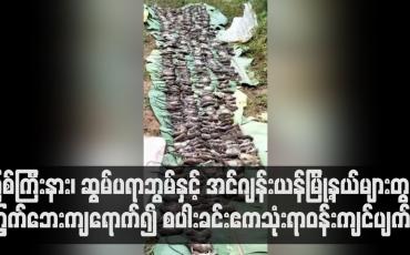 Embedded thumbnail for မြစ်ကြီးနား၊ ဆွမ်ပရာဘွမ်နှင့် အင်ဂျန်းယန်မြို့နယ်များတွင် ကြွက်ဘေးကျရောက်၍ စပါးခင်းဧကသုံးရာဝန်းကျင်ပျက်စီး