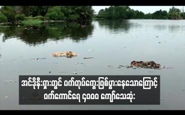 Embedded thumbnail for အင်ဒိုနီးရှားတွင် ဝက်တုပ်ကွေး ဖြစ်ပွားနေသောကြောင့် ဝက်ကောင်ရေ ၄၀၀၀ ကျော် သေဆုံး