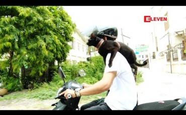 Embedded thumbnail for Hello Pets