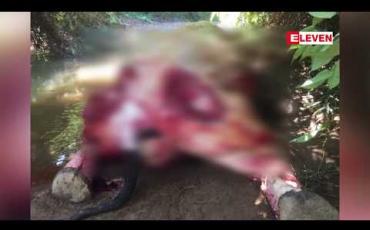 Embedded thumbnail for ချောင်းသာကျေးရွာအုပ်စု ဆိပ်ကြီးကျေးရွာအနီး တောအတွင်းတွင် တောဆင်ရိုင်းတစ်ကောင် သတ်ဖြတ်ခံရ 