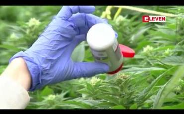 Embedded thumbnail for ဆေးခြောက်တရားဝင်အသုံးပြုခွင့်အတွက် နယူးဇီလန်တွင် လူထုဆန္ဒခံယူပွဲပြုလုပ်မည် 