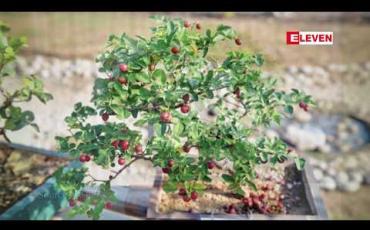 Embedded thumbnail for ဂျပန်တွင် ဒေါ်လာတစ်သိန်း ကျော်တန်ဖိုးရှိ ဘွန်ဇိုင်းပင်များ ခိုးယူခံရ