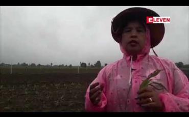 Embedded thumbnail for ဖယ်ခုံမြို့နယ်အတွင်းပြောင်းစိုက်ခင်းများတွင် ငမြှောင်တောင်ပိုးကျရောက်မှုကြောင့် ပျက်စီးဆုံးရှုံးမှုများရှိနေ