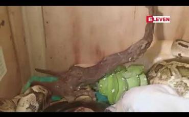 Embedded thumbnail for မြွေများကြားထဲ ကာတွန်းအကြည့်မပျက်သည့် အင်ဒိုနီးရှားနိုင်ငံမှ သုံးနှစ်သမီး၏ဗီဒီယို မြင်သူတကာကို အံ့သြစေခဲ့ 