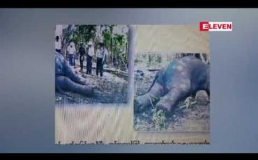 Embedded thumbnail for မန္တလေးတိုင်းအတွင်းတွင် ဆင်သတ်မုဆိုးများက တောဆင်ရိုင်းသတ်ဖြတ်ခြင်းအပြင် မြန်မာသစ်လုပ်ငန်းပိုင်ဆင်များကို သတ်ဖြတ်မူရှိနေခြင်းကြောင့် ဆင်သတ်ဖြတ်မူအန္တရယ် ကာကွယ်ခြင်း ပိုမိုလုပ်ဆောင်နေရ