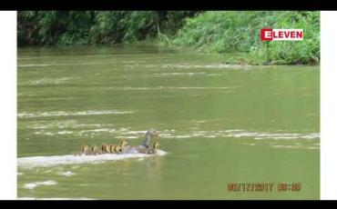 Embedded thumbnail for မြန်မာနိုင်ငံရှိ ထမံသီတောရိုင်းတိရစ္ဆာန်ဘေးမဲ့တောအာဆီယံအမွေအနှစ် အဖြစ် သတ်မှတ်ခံရ