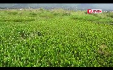 Embedded thumbnail for အင်းလေးကန်အတွင်း ဗေဒါအများအပြားပေါများလာသဖြင့် ရေလမ်းခရီးပိတ်ဆို့မှုများကို တာဝန်ရှိသူများ ရှင်းလင်းဆောင်ရွက် သင့်ကြောင်း ဒေသခံများ ပြောကြား (ရုပ်သံ)