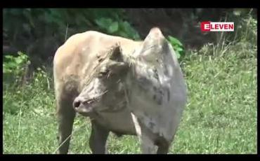 Embedded thumbnail for စစ်ကိုင်းတိုင်းဒေသကြီးတွင် ၂၀၁၈-၁၉ ဘဏ္ဍာရေးနှစ်အတွက် ကျွဲ၊နွားပွဲစျေးလေလံရောင်းချမှုမှ ကျပ်သန်း(၁၁၀၀)ကျော်ရရှိခဲ့ 