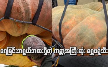 Embedded thumbnail for ရေမြင်းအရွယ်အစားရှိတဲ့ ကမ္ဘာ့အကြီးဆုံး ရွှေဖရုံသီး