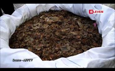 Embedded thumbnail for မလေးရှားနိုင်ငံတွင် သိမ်းဆည်းရမိထားသည့် သင်းခွေချပ်အကြေးခွံတန်ချိန်သုံးတန်နီးပါးကိုမီးရှို့ဖျက်ဆီ