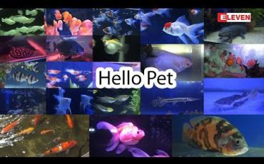 Embedded thumbnail for Hello Pets (ရုပ်သံအစီအစဉ်)