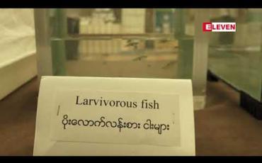 Embedded thumbnail for တစ်နိုင်ငံလုံးတွင် သွေးလွန်တုပ်ကွေးရောဂါကြောင့် သေဆုံးသူ ၁၀၇ ဦး ရှိနေပြီး၊ ယမန်နှစ်ကထက် သေဆုံးသူ ၄ ဆခန့်မြင့်တက်(ရုပ်သံ)