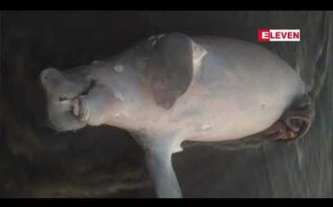 Embedded thumbnail for ချောင်းသာကမ်းခြေတွင် ရှားပါးရေသတ္တဝါမျိုးစိတ်ဖြစ်သည့် ရေဝက်အသေတစ်ကောင် လာရောက်ကမ်းတင်