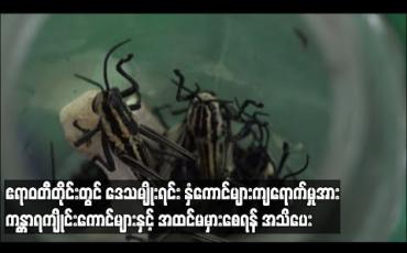 Embedded thumbnail for ဧရာဝတီတိုင်းအတွင်းဒေသမျိုးရင်း နှံကောင်များကျရောက်ခြင်းအား ကန္တာရကျိုင်းကောင်များနှင့် အထင်မှားစိုးရိမ်ခြင်းမရှိစေရန် စိုက်ပျိုးရေးဌာနမှ အသိပေးလှုံ့ဆော် (ရုပ်သံ)