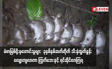 Embedded thumbnail for မဲဇာမြစ်ရိုးမှတောင်သူများ ခုနှစ်နှစ်ဆက်တိုက်သီးနှံထွက်နှုန်းလျော့ကျလာကာ ကြွက်ဘေးနှင့် ရင်ဆိုင်လာကြရ