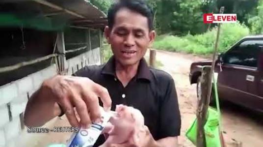 Embedded thumbnail for ထိုင်းနိုင်ငံရှိ ကျေးလက်ဒေသတစ်ခုတွင် ဆင်နားရွက်နှင့်နှာမောင်းပုံသဏ္ဍာန်ပါကာ မွေးဖွားလာသည့် ဝက်ပေါက်လေးတစ်ကောင်က ဒေသခံများ၏ အချစ်တော် ဖြစ်နေ 