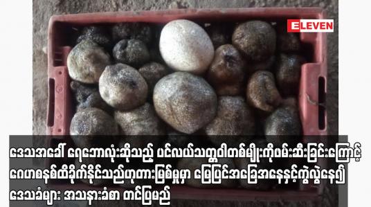 Embedded thumbnail for ဒေသအခေါ် ရေဘောလုံးဆိုသည့် ပင်လယ်သတ္တဝါတစ်မျိုးကိုဖမ်းဆီးခြင်းကြောင့် ဂေဟစနစ်ထိခိုက်နိုင်သည်ဟုတားမြစ်မှုမှာ မြေပြင်အခြေအနေနှင့်ကွဲလွဲနေ၍ ဒေသခံများ အသနားခံစာ တင်ပြမည်