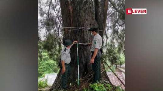 Embedded thumbnail for ရှမ်းပြည်နယ်ရှိ ပင်စည်လုံးပတ် ၇ ပေ ကနေ ပေ ၄၀ ရှိ သစ်ပင်ကြီး အမျိုးအစား (၈) မျိုးကို ဖော်ထုတ် မှတ်တမ်းတင် 