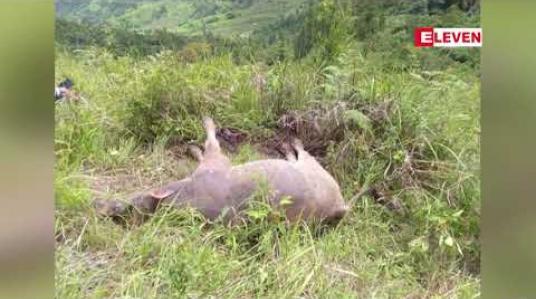 Embedded thumbnail for နာဂကိုယ်ပိုင်အုပ်ချုပ်ခွင့်ရဒေသ လေရှီးမြို့နယ်တွင် အမည်မသိရောဂါကြောင့် ကျွဲကောင်ရေ ရာနှင့်ချီသေဆုံးမှုဖြစ်ပေါ်နေ 