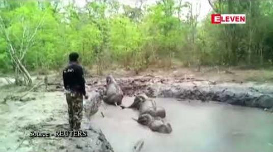 Embedded thumbnail for ရွှံ့အိုင်ထဲပိတ်မိနေသည့်ဆင်ပေါက် ၆ကောင်ကိုထိုင်းသစ်တောထိန်းသိမ်းရေးအဖွဲ့ဝင်များကယ်တင်ခဲ့ 