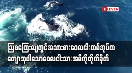 Embedded thumbnail for သြစတြေးလျတွင် အသားစားဝေလငါးတစ်အုပ်က ကျောဘုပါသောဝေလငါးသားအမိကိုတိုက်ခိုက်နေပုံအား တံငါသည်များကဒရုန်းဖြင့်ရိုက်ယူ 