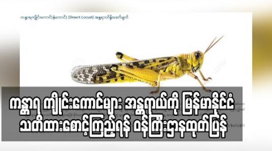 Embedded thumbnail for ကန္တာရ ကျိုင်းကောင်များ ဖြတ်သန်းဝင်ရောက်လာနိုင်မည့် အန္တရာယ်ကို မြန်မာနိုင်ငံ အနောက်ဘက်ခြမ်းရှိ ဒေသများ သတိထားစောင့်ကြည့်ရန် ဝန်ကြီးဌာနထုတ်ပြန် (ရုပ်သံ) 