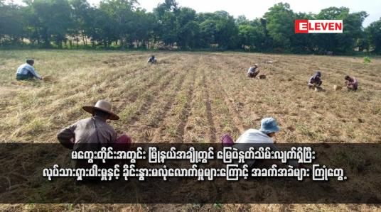 Embedded thumbnail for မကွေးတိုင်းအတွင်း မြို့နယ်အချို့တွင် မြေပဲနှုတ်သိမ်းလျက်ရှိပြီး လုပ်သားရှားပါးမှုနှင့် ခိုင်းနွားမလုံလောက်မှုများကြောင့် အခက်အခဲများ ကြုံတွေ့