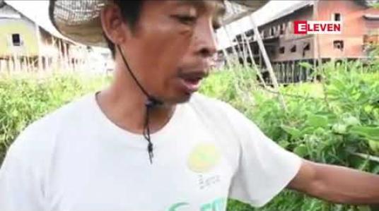 Embedded thumbnail for ယခင်နှစ် အရှုံးပေါ်တာကြောင့် အင်းလေးကန်တွင် ခရမ်းချဉ် စိုက်ပျိုးသူနည်းပါးပြီး၊ အပူချိန် မြင့်မားခြင်းကြောင့် မျိုးစေ့များ နှင့် အပင်များပျက်စီးခြင်း ကြုံတွေ့နေရ 